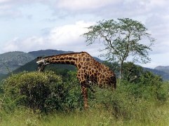kenya safari girafe